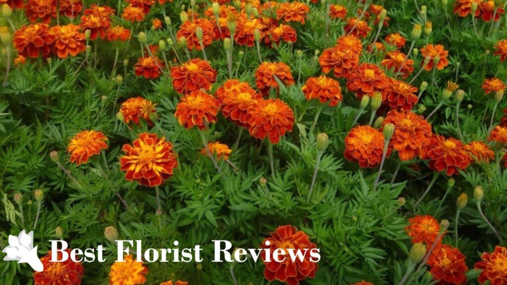 Triploid Marigolds