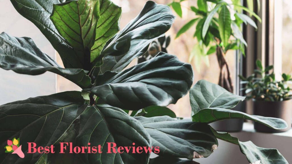 Trouble Alert 6 Reasons Fiddle Leaf Figs Have Brown Spots