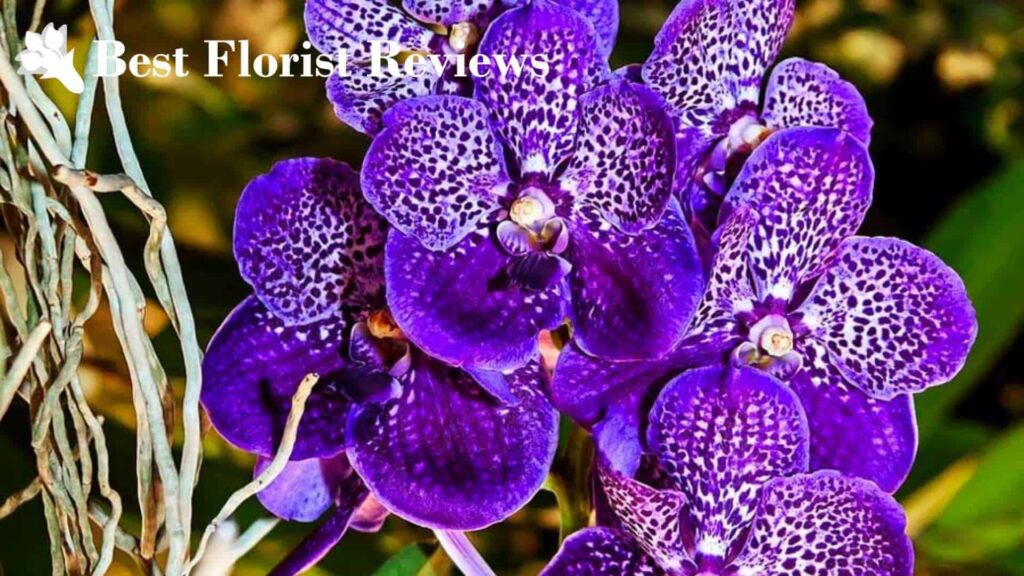 Vanda Orchids