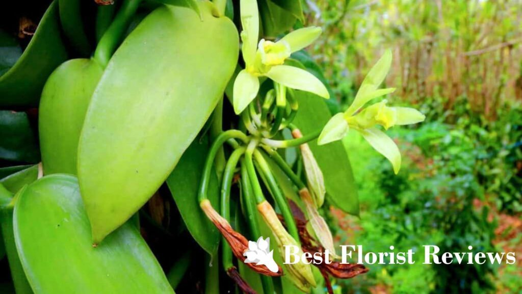 Vanilla Orchids