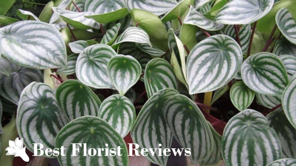 Watermelon Peperomia General Information