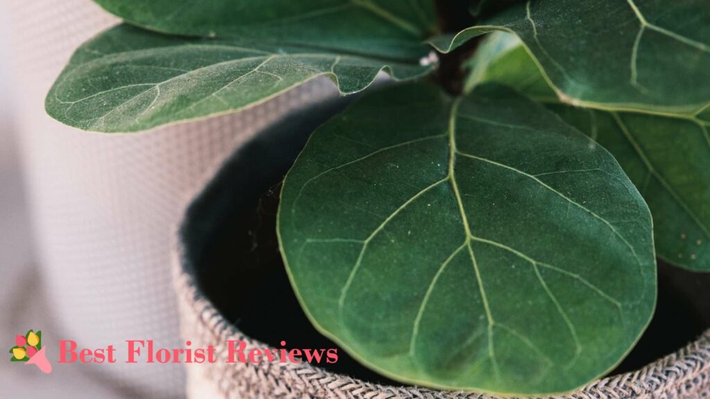What Is the Best Soil for Fiddle-Leaf Figs