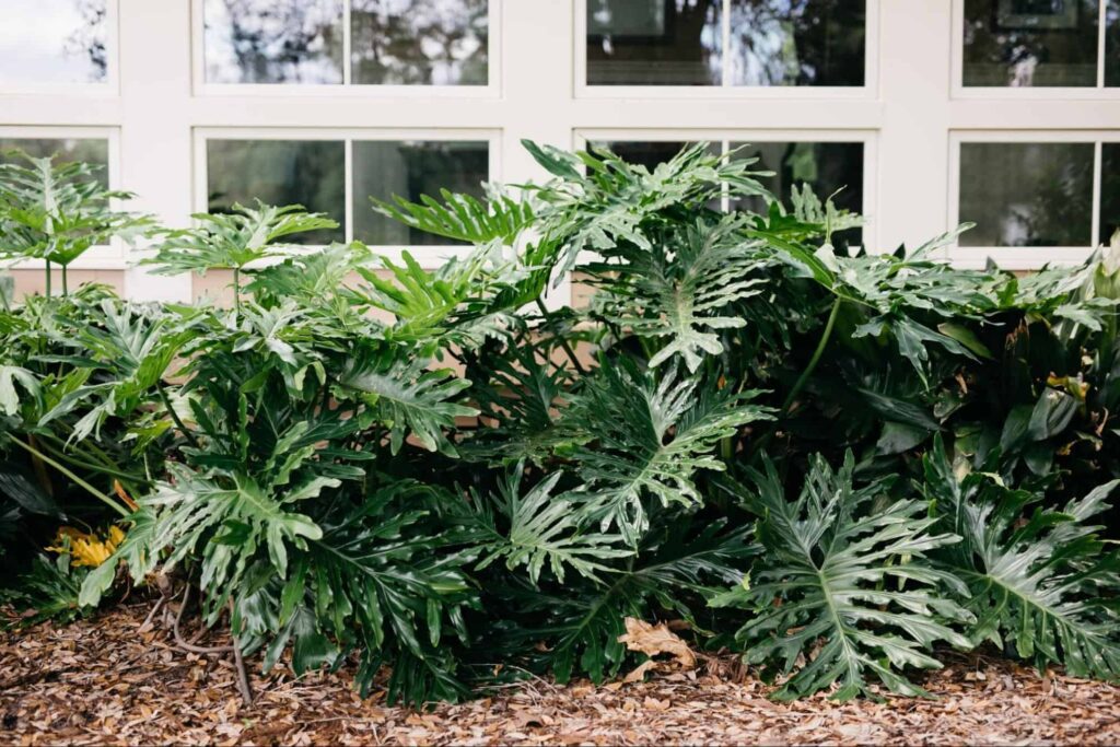 What are the botanical origins of split leaf philodendron
