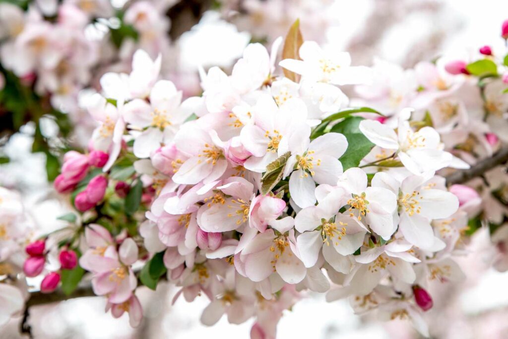 What are the botanical origins of the crab apple tree