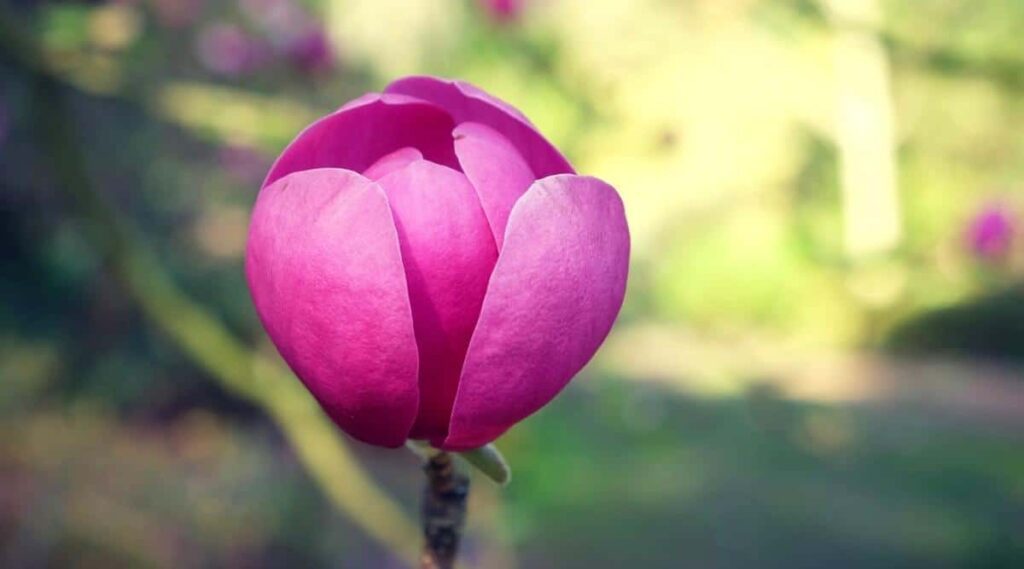 What are the botanical origins of the magnolia flower