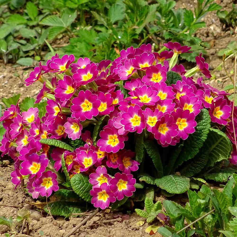 What are the botanical origins of the primrose flower