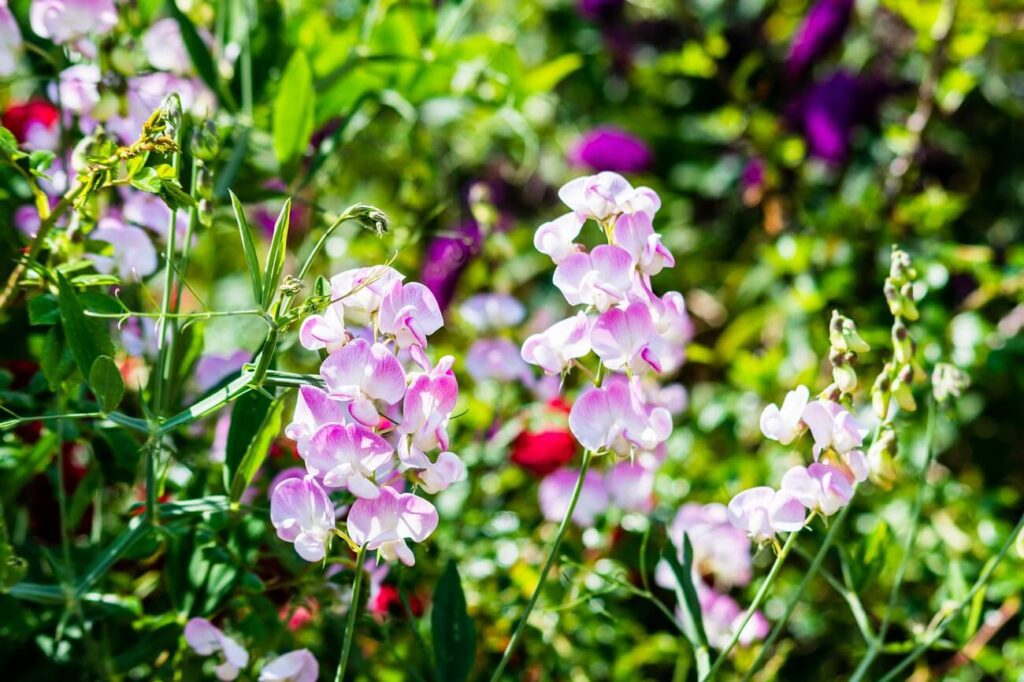 What are the botanical origins of the sweet pea
