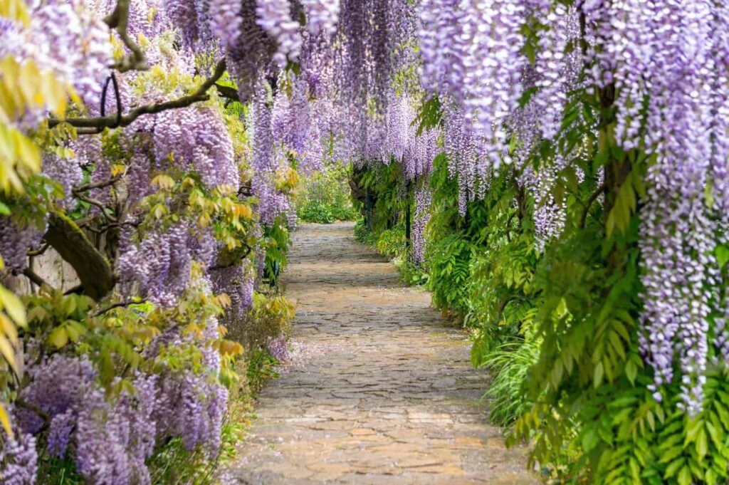 What are the botanical origins of wisteria