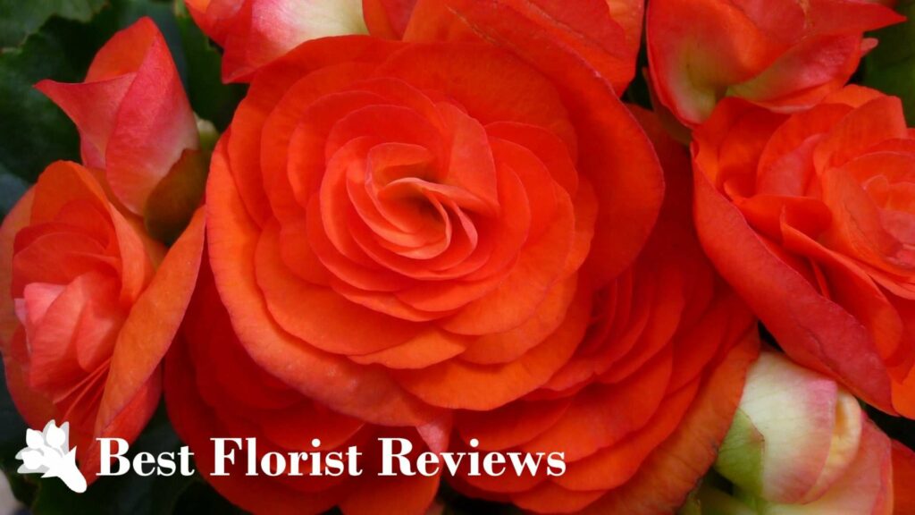 What are the cultural associations of the begonia flower