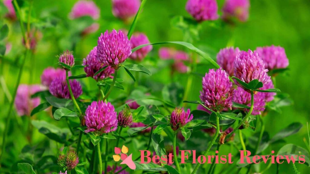 What are the cultural associations of the clover flower