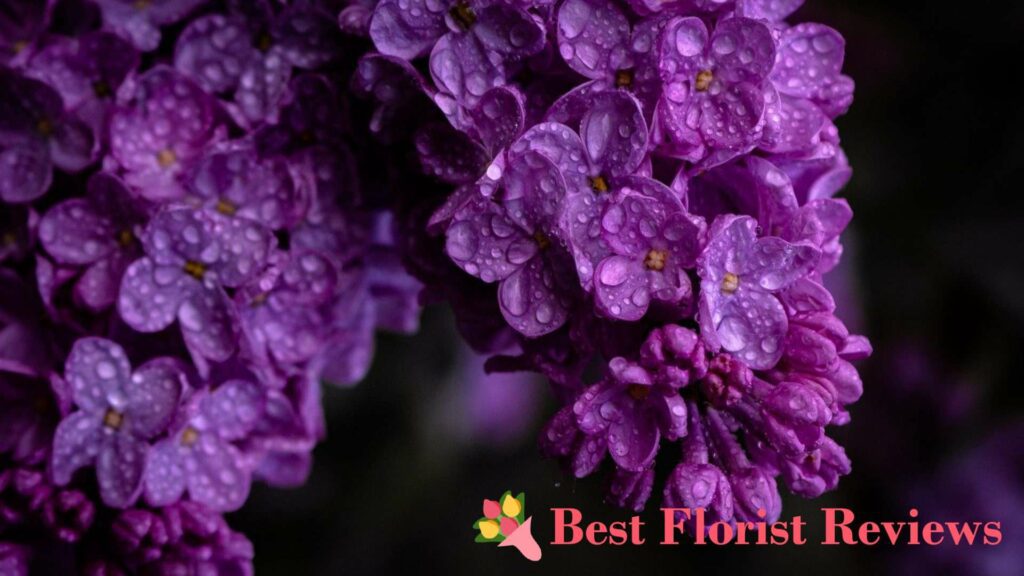 What are the cultural associations of the lilac flower