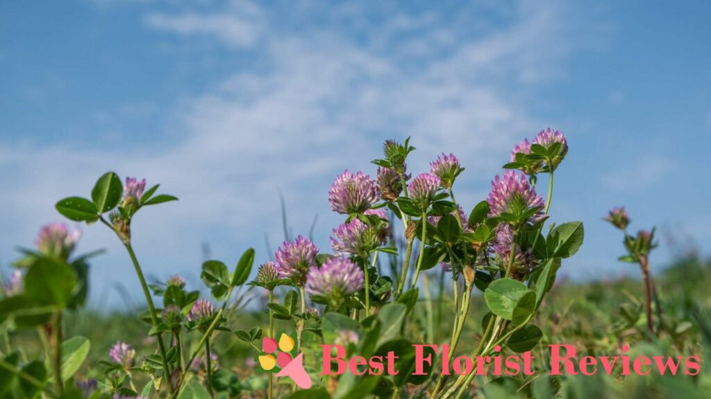 What are the spiritual or religious meanings of the clover flower