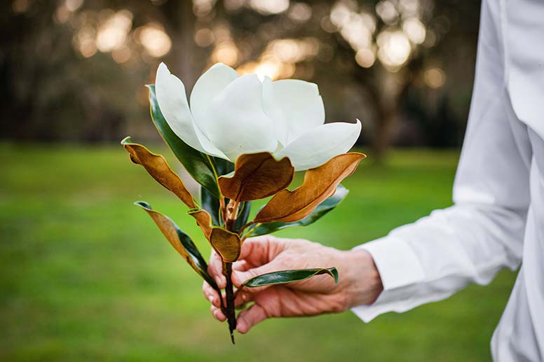 What are the uses of magnolia flowers