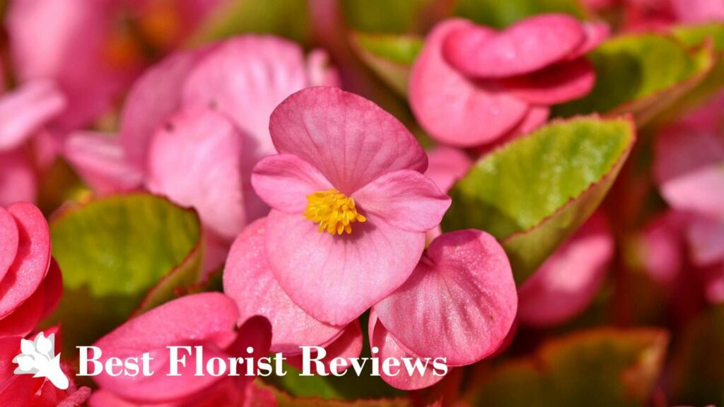 What are the uses of the begonia flower