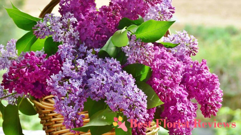 What are the uses of the lilac flower