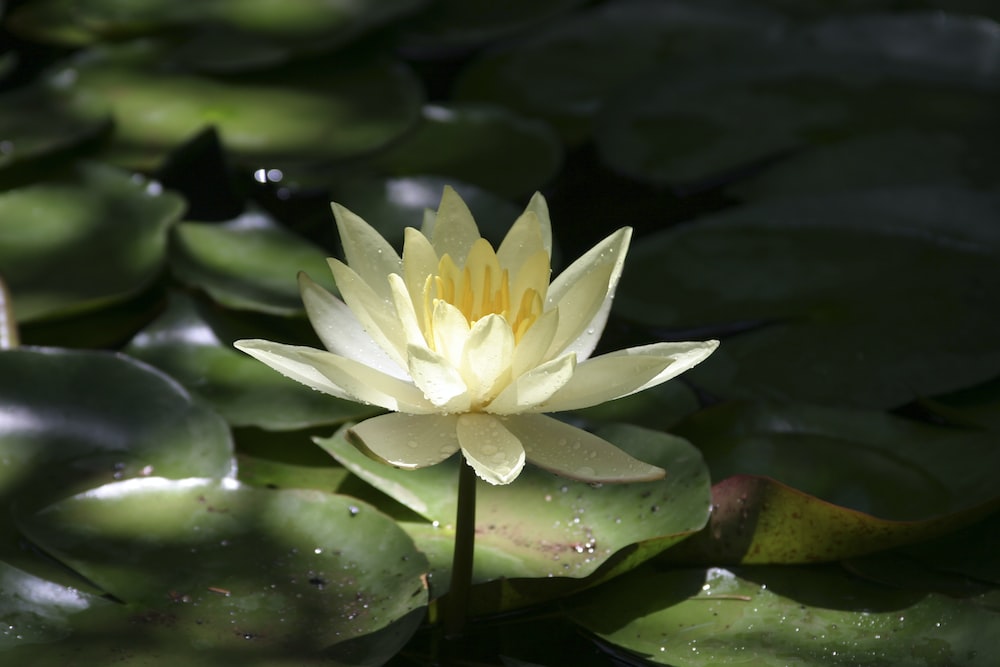 What are the uses of white lotus flowers