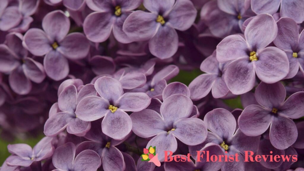 What did the lilac symbolize in various historical periods