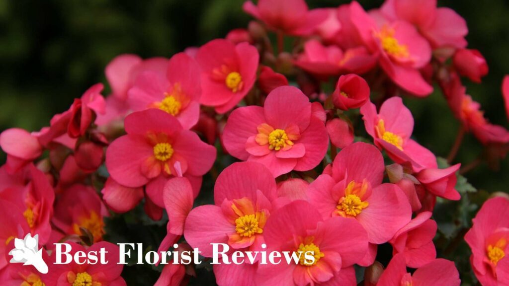 What do begonia flowers mean