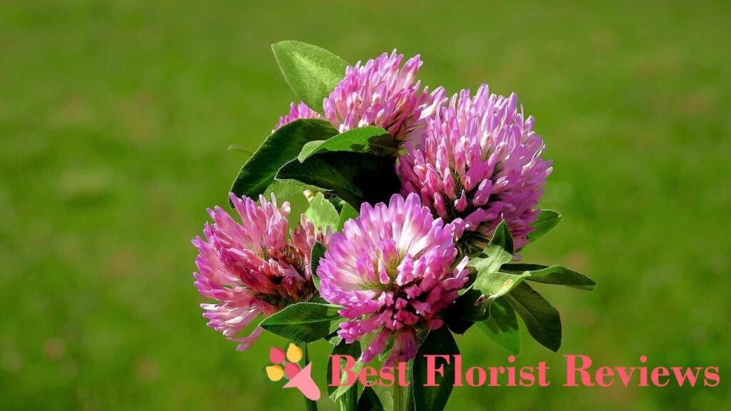 What do clover flowers mean
