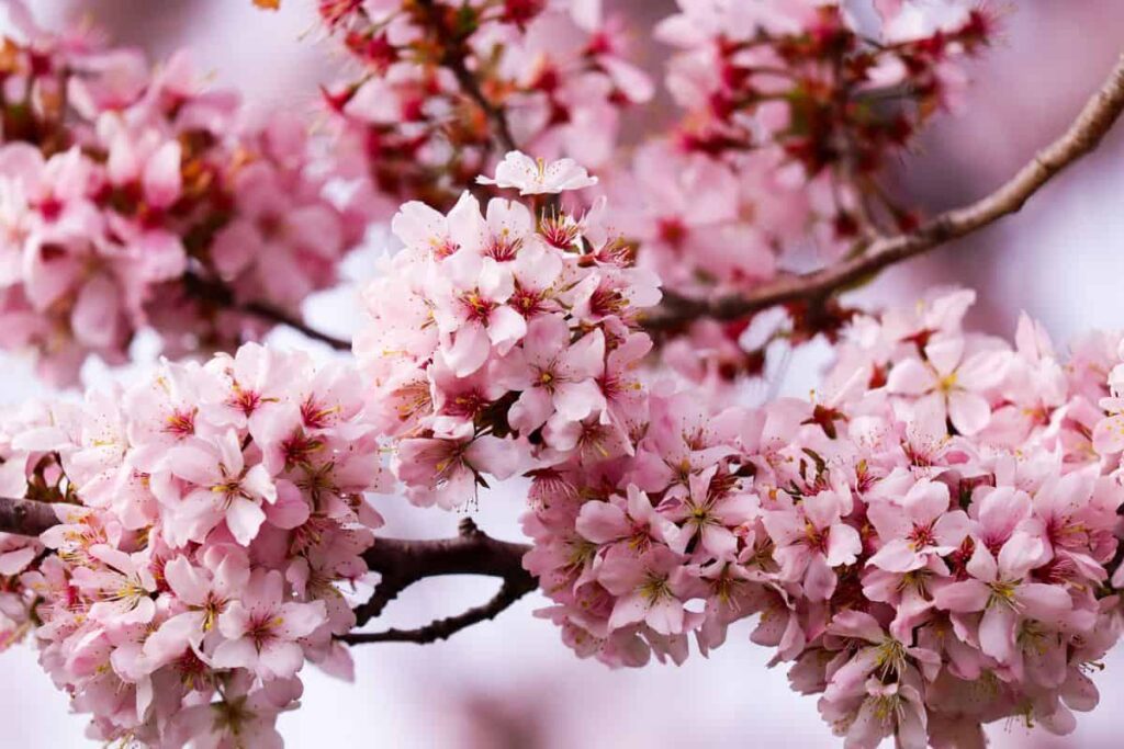 What do crab apple blossoms mean