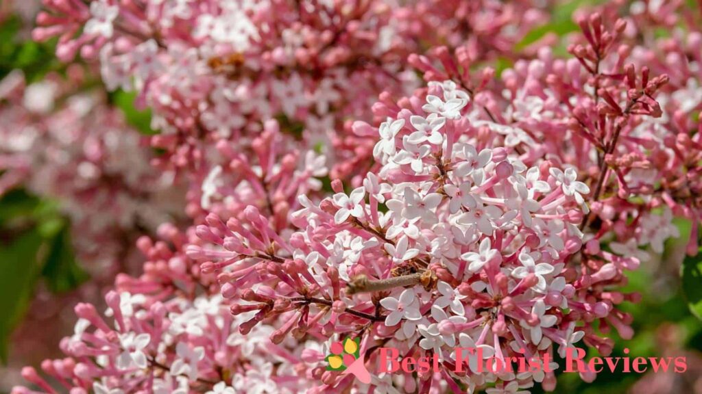 What do lilac flowers mean