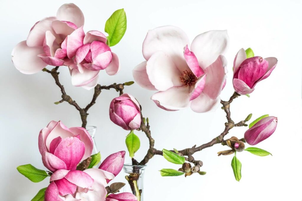 What do magnolia flowers mean