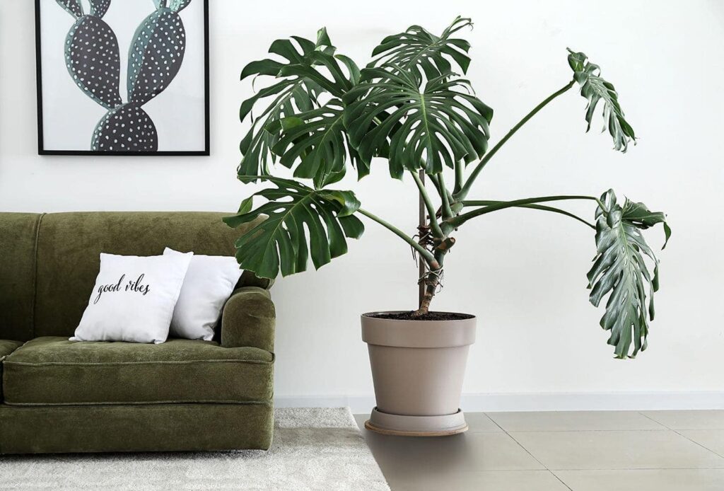 What do split leaf philodendrons mean