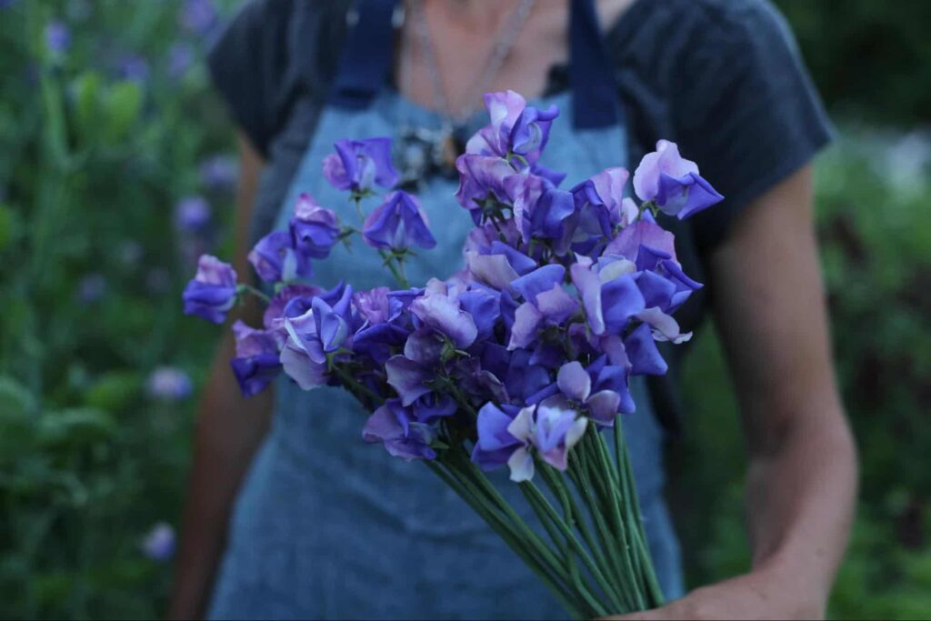 What do sweet peas mean