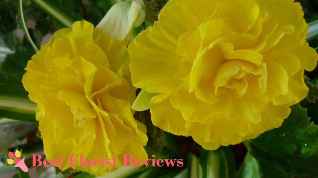 What do the colors of begonia flowers mean