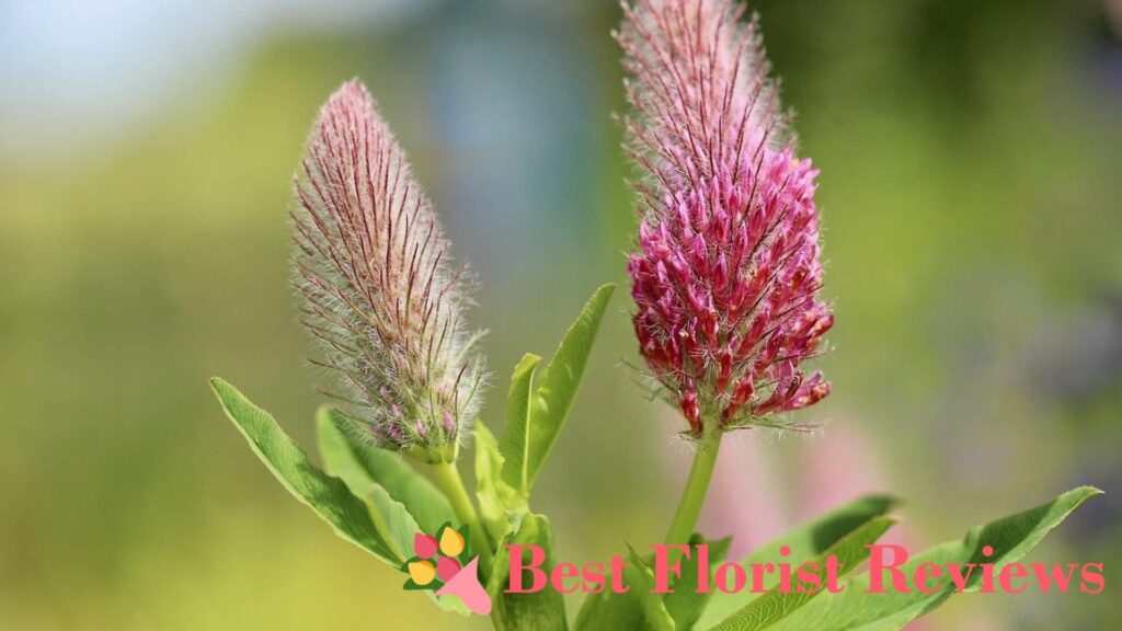 What do the colors of clover flowers mean