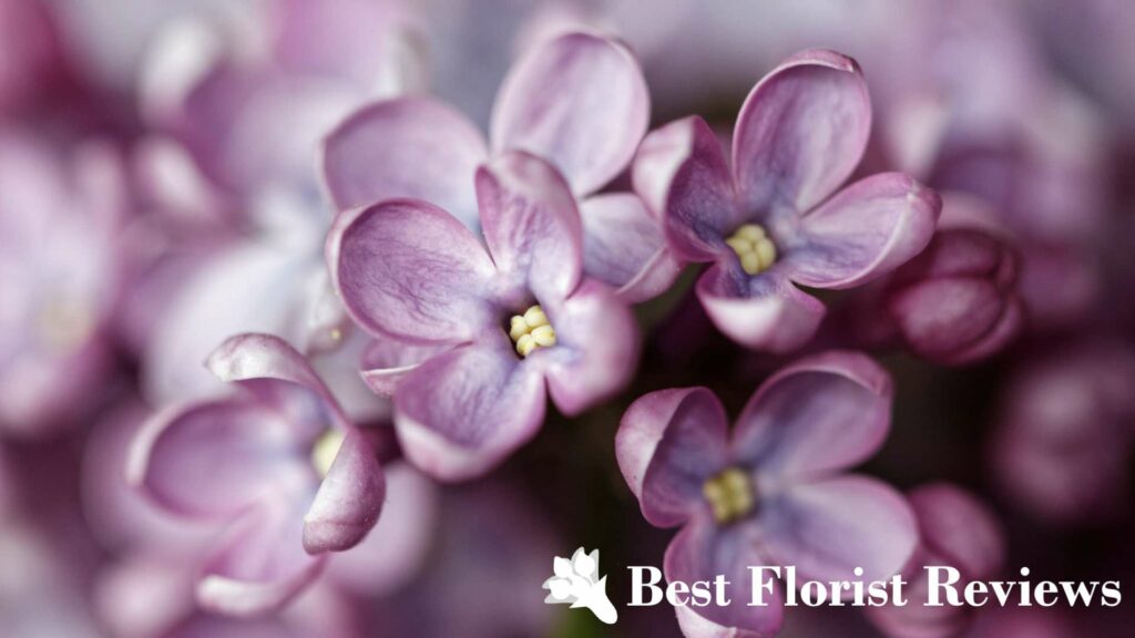 What do the colors of lilac flowers mean