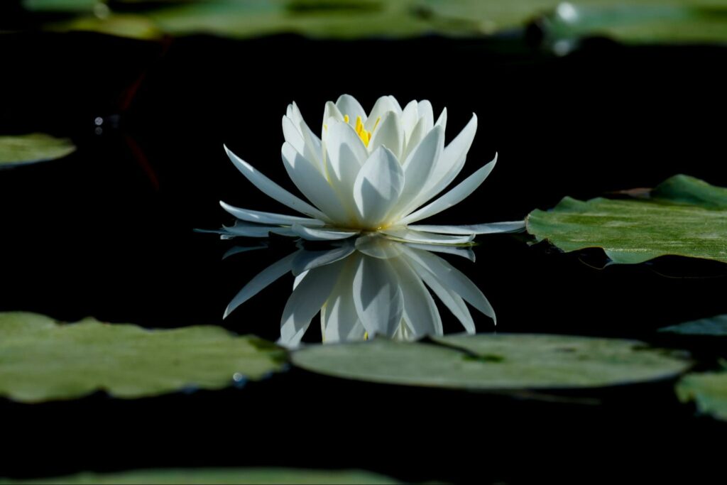 What do white lotus flowers mean