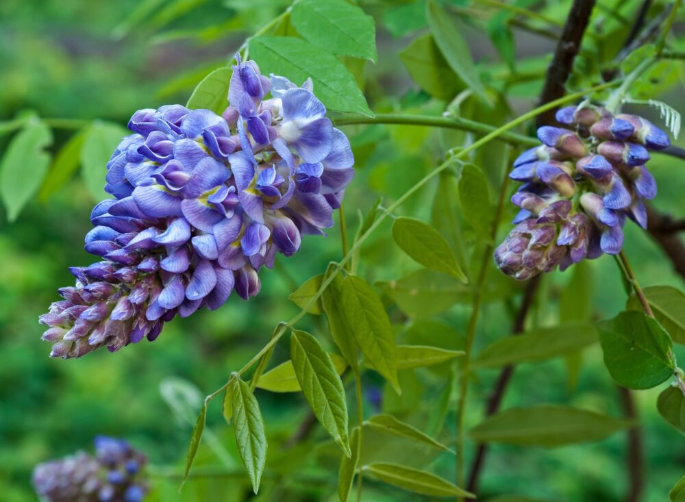 What does wisteria mean