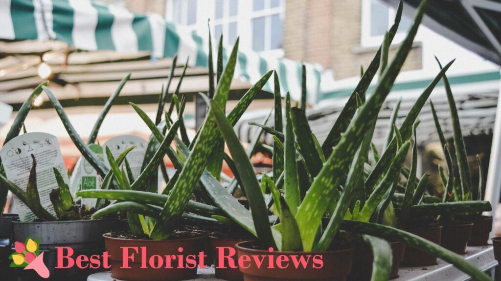 What is the best soil for aloe vera