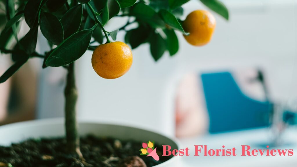 What is the best soil for indoor citrus trees