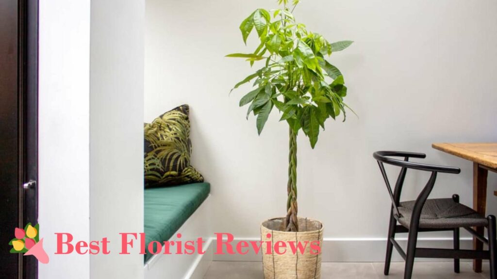 What is the best soil for money trees