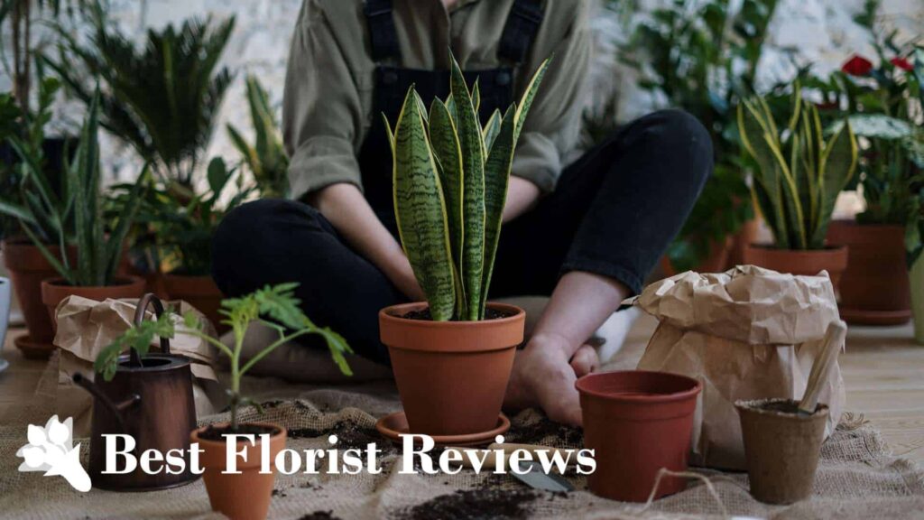 What is the best soil for snake plants