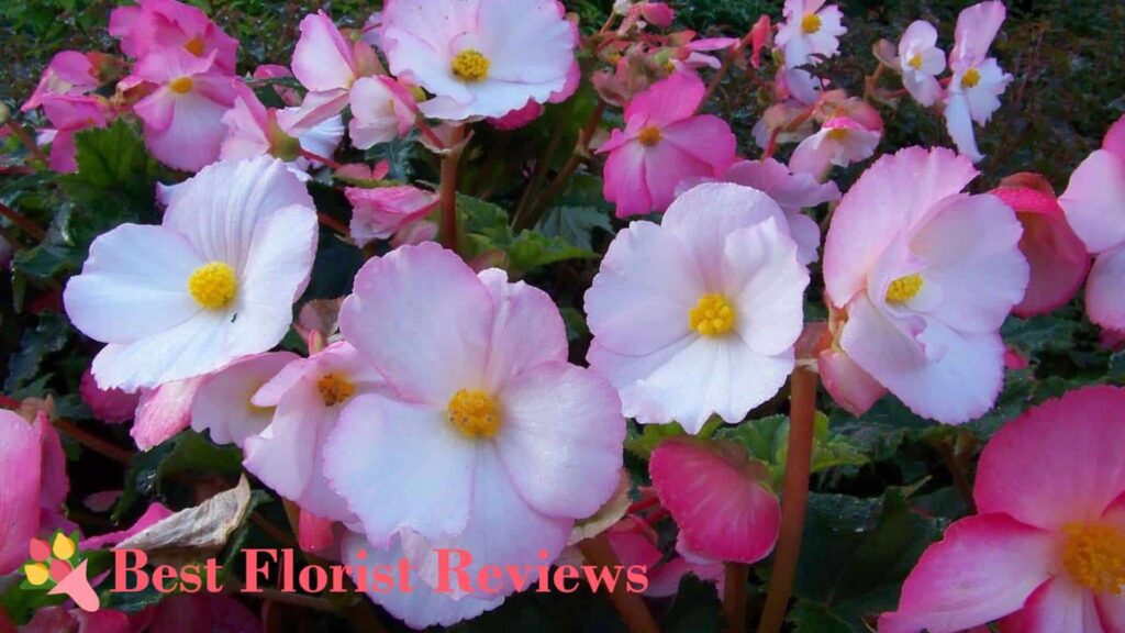 What is the botanical origin of the begonia flower