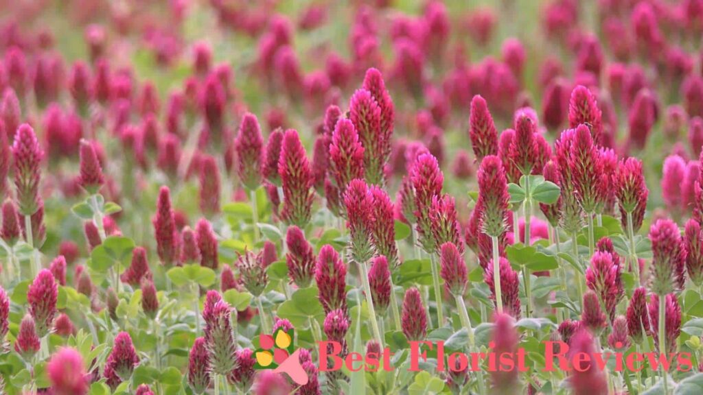 What is the botanical origin of the clover flower