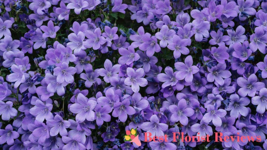 What is the botanical origin of the lilac flower
