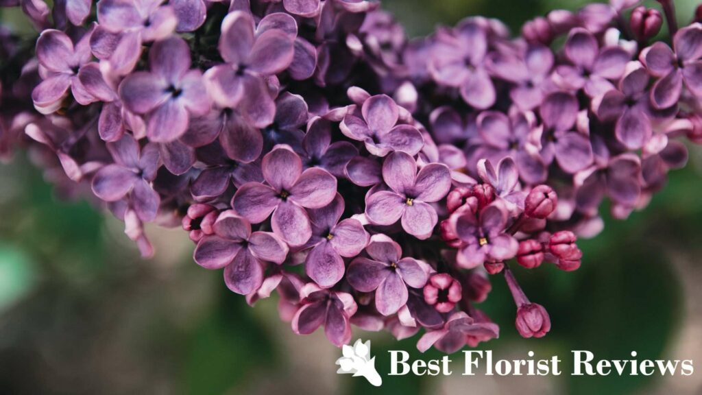 What is the spiritual or religious significance of the lilac flower