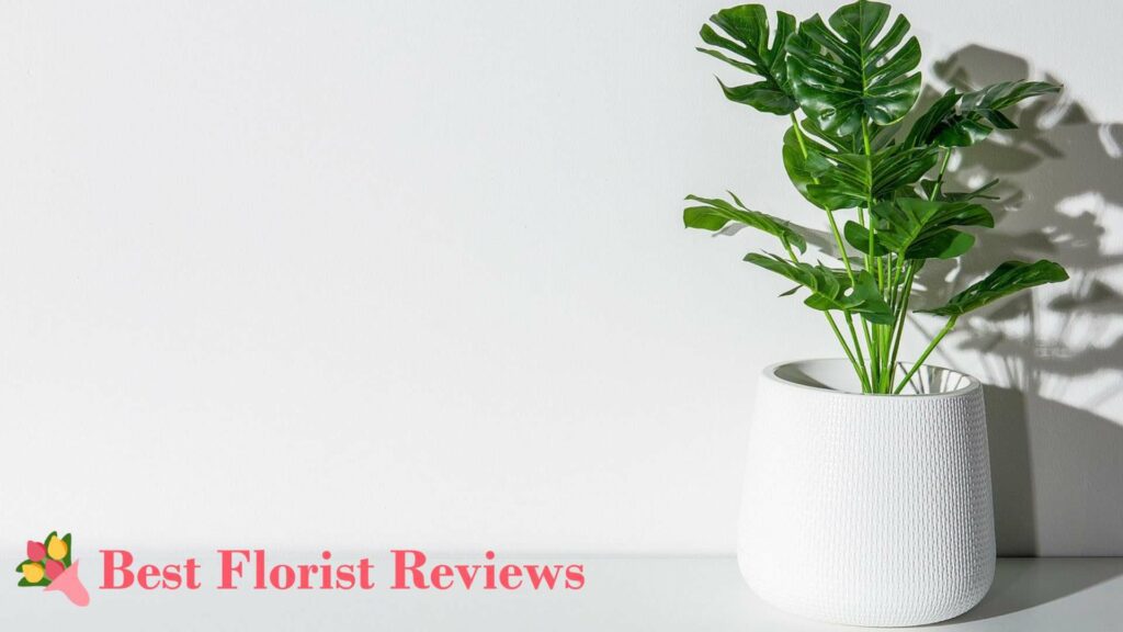 What should I do if my cat ate a part of my monstera plant