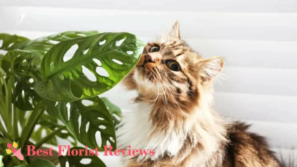 What would happen if my cat digests monstera plants