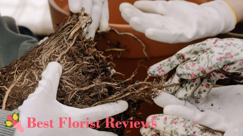 When to repot watermelon peperomia