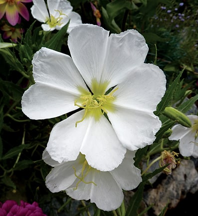 White