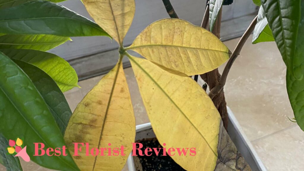 Yellowing Leaves