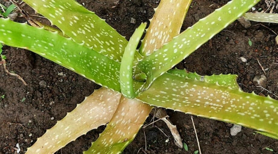 Yellowing Leaves