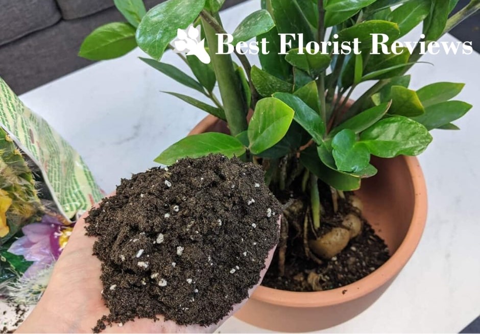 ZZ Plant Soil A Comprehensive Guide to Choosing the Best