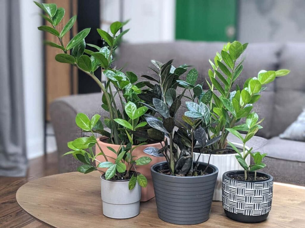ZZ Plant Styling Versatility and Aesthetics