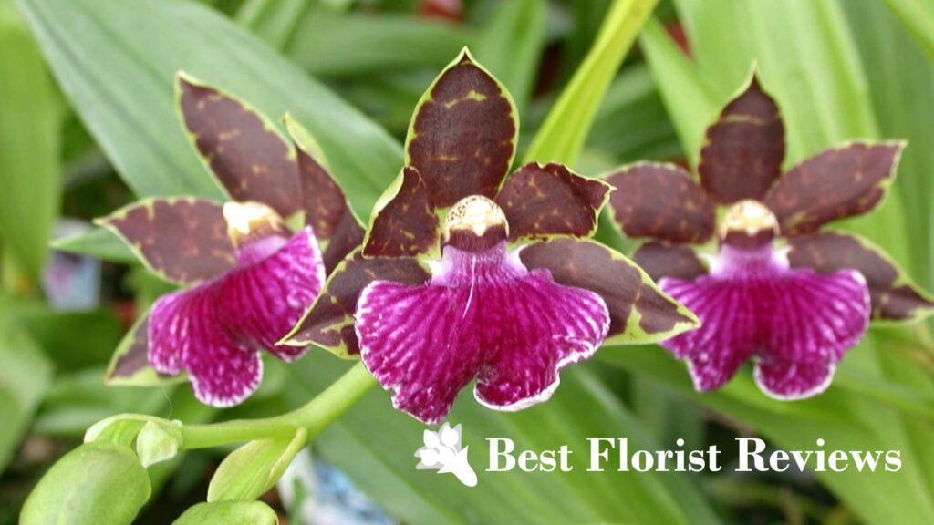 Zygopetalum Orchids